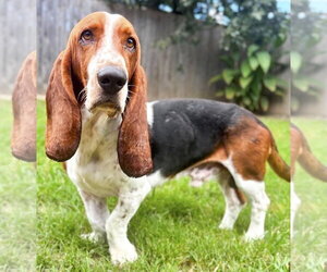 Basset Hound Dogs for adoption in Deepwater, NJ, USA
