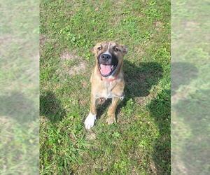 Labrador Retriever Dogs for adoption in Rosenberg, TX, USA