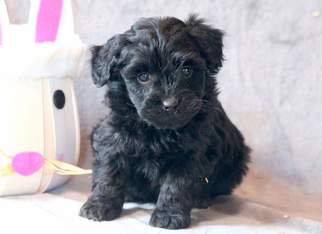 Aussie-Poo Puppy for sale in MOUNT JOY, PA, USA