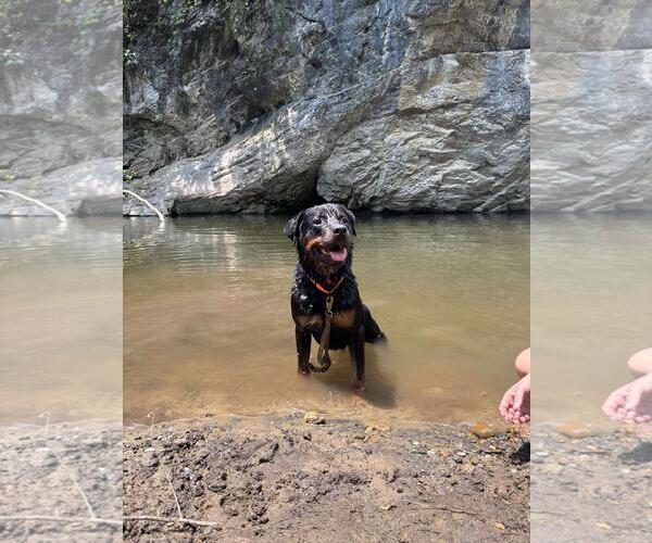Medium Photo #3 Rottweiler-Unknown Mix Puppy For Sale in Front Royal, VA, USA