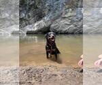 Small #2 Rottweiler Mix