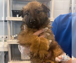 Mutt Dogs for adoption in Washington, DC, USA
