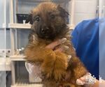 Small Mutt