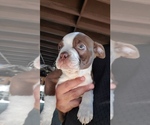Small Photo #3 Boston Terrier Puppy For Sale in PICO RIVERA, CA, USA