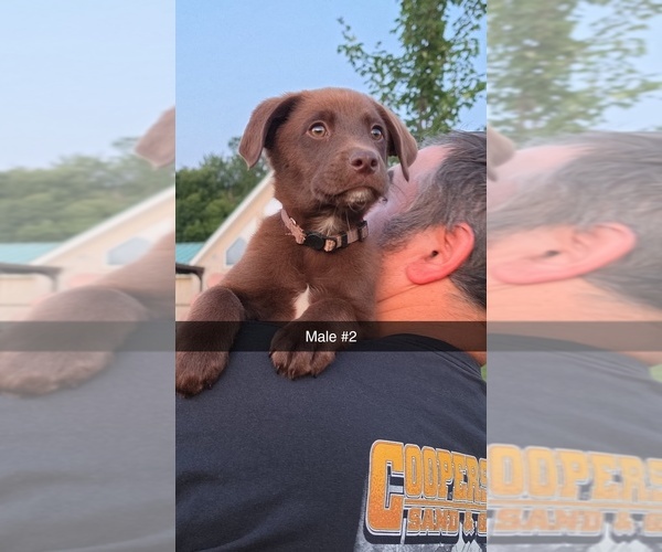 Medium Photo #5 Aussiedor Puppy For Sale in COOPERSTOWN, PA, USA