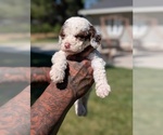 Small #1 Bernedoodle-Cavapoo (Miniature) Mix