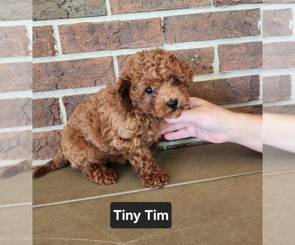 Medium Photo #1 Cavapoo (Miniature) Puppy For Sale in CLARKRANGE, TN, USA
