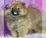 Puppy Harmony Pomeranian