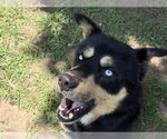 Small Gerberian Shepsky