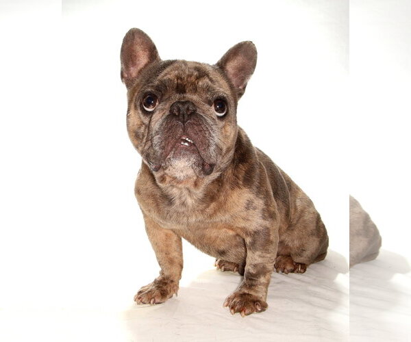 Medium Photo #2 French Bulldog-Unknown Mix Puppy For Sale in Oakland Park, FL, USA
