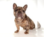 Small #1 French Bulldog Mix
