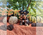Small #3 Yorkshire Terrier