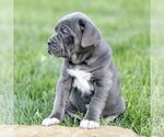 Small #3 Cane Corso