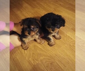 Chiweenie-Yorkshire Terrier Mix Puppy for sale in AFTON, VA, USA