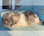 Small Photo #3 Schnauzer (Miniature) Puppy For Sale in LAWRENCEBURG, TN, USA