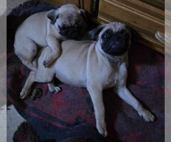 Medium Photo #8 Pug Puppy For Sale in ROSCOMMON, MI, USA