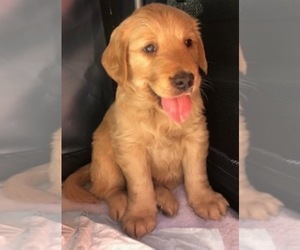 Golden Retriever Puppy for sale in SANTA ANA, CA, USA