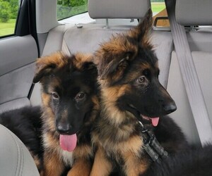 German Shepherd Dog Litter for sale in WATERLOO, NY, USA