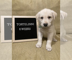 Puppy 4 Labrador Retriever-Siberian Husky Mix