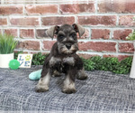 Small Photo #6 Schnauzer (Miniature) Puppy For Sale in SYRACUSE, IN, USA