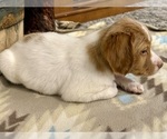 Small #6 Brittany