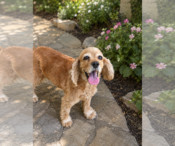 Medium Photo #3 Cocker Spaniel Puppy For Sale in Phoenix, AZ, USA