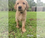 Puppy White Golden Irish