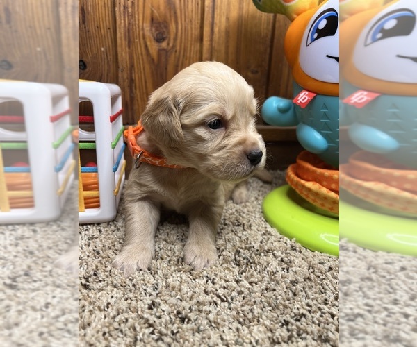 Medium Photo #30 Golden Retriever Puppy For Sale in NEOLA, WV, USA
