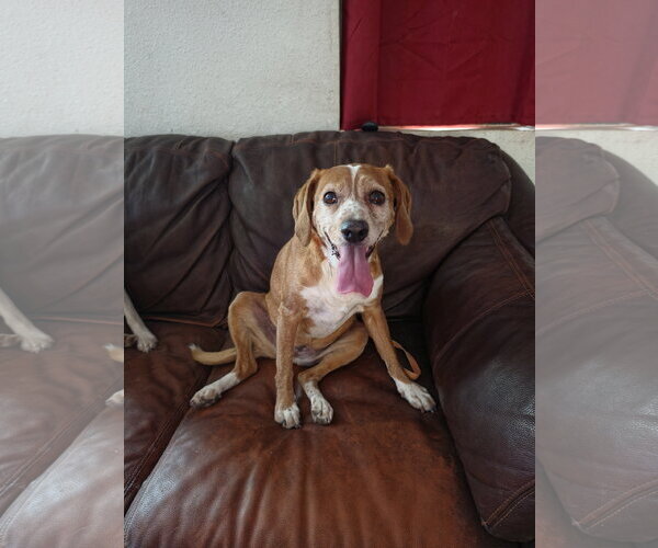 Medium Photo #4 Beagle Puppy For Sale in Las Vegas, NV, USA