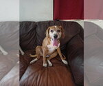 Small #3 Beagle