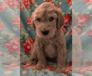 Goldendoodle Puppy for sale in FARMINGTON, NY, USA