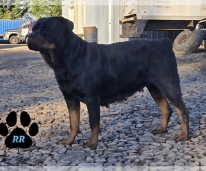 Mother of the Rottweiler puppies born on 04/11/2026