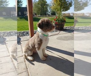 Portuguese Water Dog Puppy for sale in PARMA, ID, USA