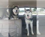 Small #2 Siberian Husky