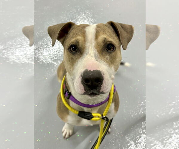Medium Photo #1 Beagle-Unknown Mix Puppy For Sale in GILBERTS, IL, USA