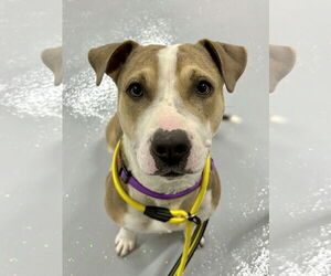 Beagle-Unknown Mix Dogs for adoption in GILBERTS, IL, USA