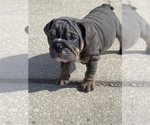 Small Photo #3 English Bulldog Puppy For Sale in ORLANDO, FL, USA