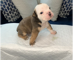 Small Photo #2 English Bulldog Puppy For Sale in DECATUR, GA, USA