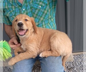 Golden Retriever Puppy for sale in APPLE CREEK, OH, USA
