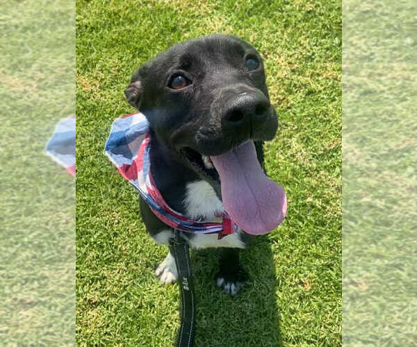 Medium Photo #7 Labrador Retriever-Unknown Mix Puppy For Sale in San Diego, CA, USA