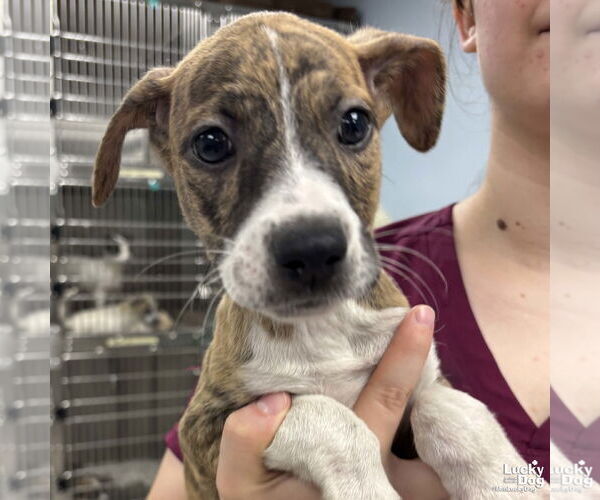 Medium Photo #2 Mutt Puppy For Sale in Washington, DC, USA