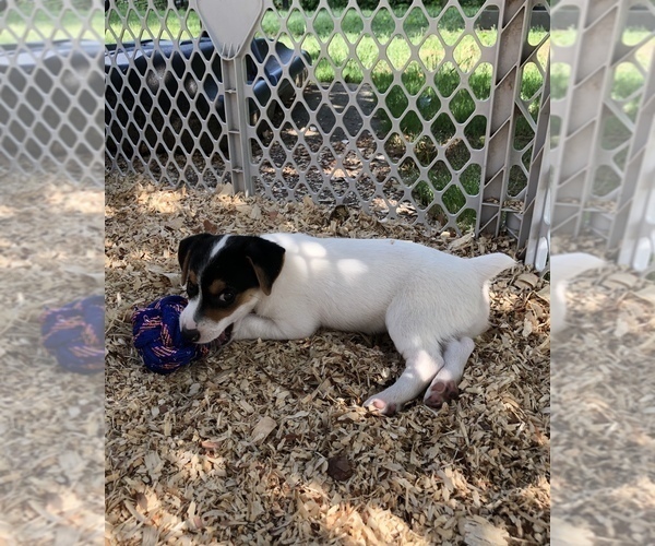 Medium Photo #15 Jack Russell Terrier Puppy For Sale in MABLETON, GA, USA