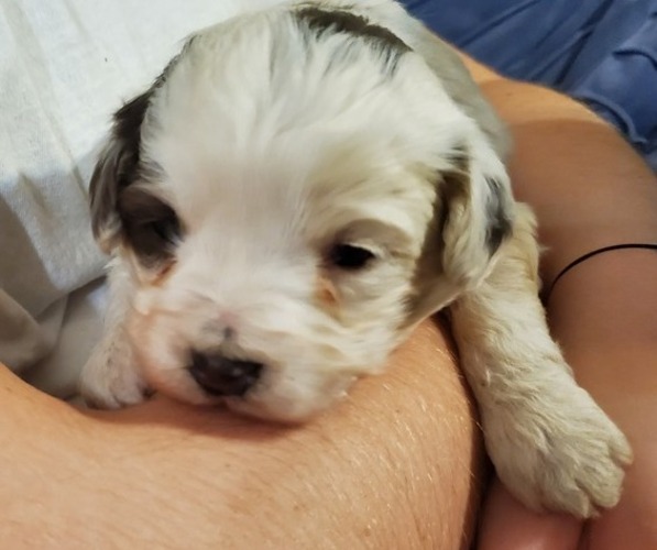 Medium Photo #17 Bernedoodle (Miniature) Puppy For Sale in LEETONIA, OH, USA