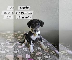 Chihuahua-Labrador Retriever Mix Dogs for adoption in Virginia Beach, VA, USA