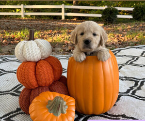 Golden Retriever Puppy for Sale in PIQUA, Ohio USA