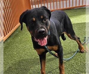 Rottweiler-Unknown Mix Dogs for adoption in Las Vegas, NV, USA