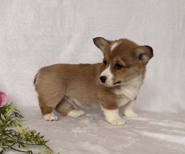 Medium Photo #3 Pembroke Welsh Corgi Puppy For Sale in STANLEY, WI, USA