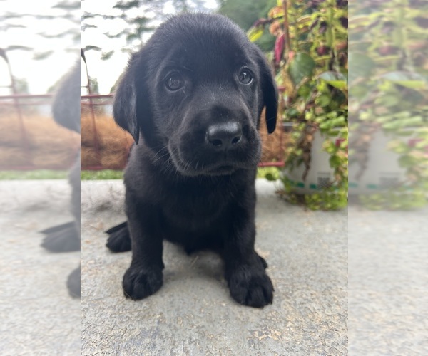 Medium Photo #6 Labrador Retriever Puppy For Sale in NEOLA, WV, USA
