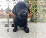 Small #5 Labrador Retriever