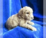 Small Photo #6 Goldendoodle (Miniature) Puppy For Sale in GROVESPRING, MO, USA